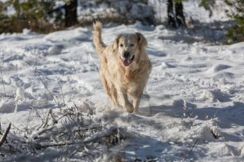Dog in winter forest