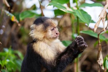 White faced capuchin monkeys  forest in Costa Rica, Central America
