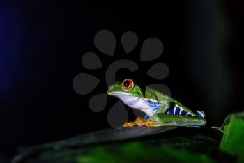 red-eye frog Agalychnis callidryas in Costa Rica, Central America