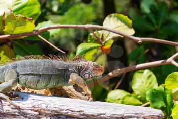 Wild green iguana in Costa Rica