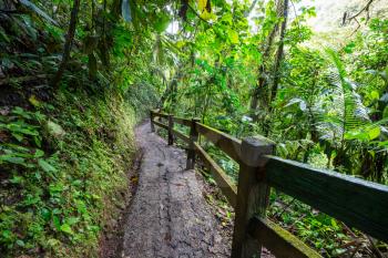 Hiking in green tropical jungle, Costa Rica, Central America