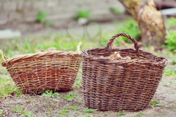 Basket in the garden