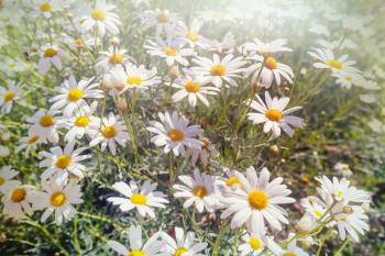 Chamomile meadow in summer time