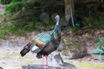 Wild Ocellated turkey in Tikal National Park, Gutemala. South America.