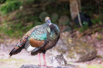 Wild Ocellated turkey in Tikal National Park, Gutemala. South America.