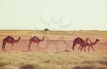 Camel in warm desert in the Sudan, Africa. Conceptual travel background.