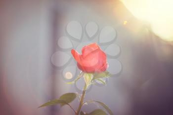 Pink Rose, beautiful nature background