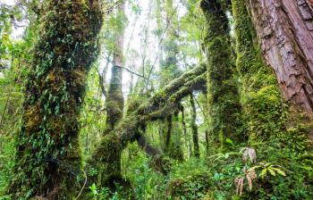 Giant tree in rain forest . Beautiful landscapes in Pumalin Park, Carretera Austral, Chile.