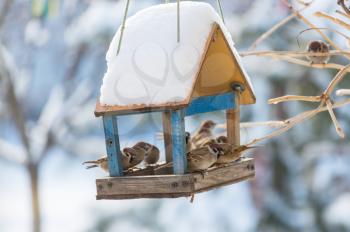 Bird sparrow feeding trough