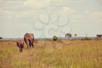 African elephant (Loxodonta africana) cow with young calf in wilderness bush, Kenya