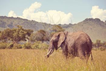 The African bush elephant (Loxodonta africana)