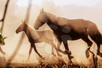 Horse herd run on pasture in Chile, South America