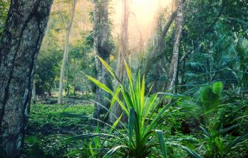 Beautiful green tropical jungle