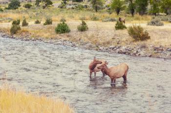 Two elks stands in the water in the boiling river in Yellowstone National Park