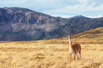 Guanaco (Lama Guanicoe) in Patagonia