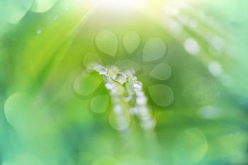 Drop of dew on green leaf with sun light