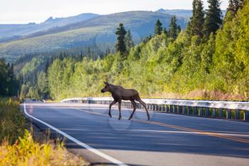 Moose in the road.  Wildlife nature in USA.