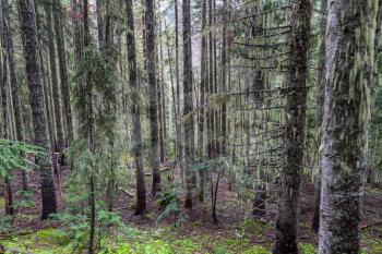 Fabulous rain forest in Northern America, Washington, USA. Trees covered with thick layer of moss.