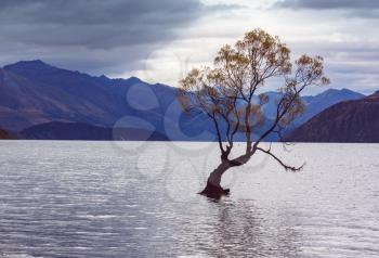 Famous Wanaka tree inside the Lake Wanaka, New Zealand.