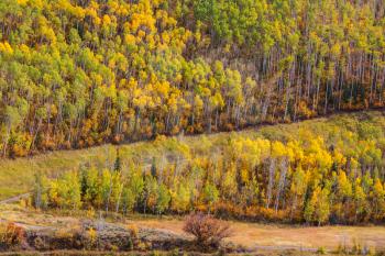 Autumn scene in yellow tones. Fall background.