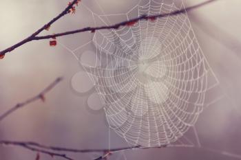 Wet web in the forest. Halloween and autumn background.