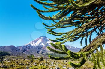 Unusual Araucaria (Araucaria araucana) trees in Andes mountains, Chile