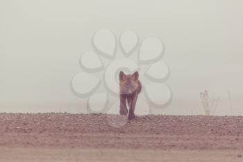 Beautiful wild animal in the foresr. Arctic Fox in Alaska.