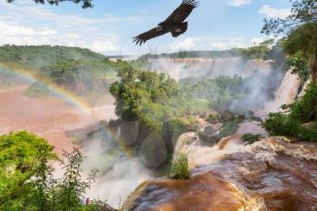 Andean condor  fly over waterfall Iguazu. Grandiose waterfalls Iguazu in South America, on the border of three countries: Brazil, Argentina and Paraguay. Travel concept 