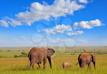 Elephants family in african safari