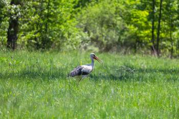 stork in green meadow at spring time