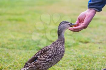 Wild duck being feed by hand on the grass