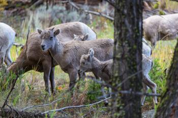 Wild  bighorn sheep  in Cascade mountains