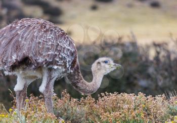 Greater rhea or nandu ostrich near Torres del Paine national park, Chile