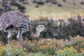 Greater rhea or nandu ostrich near Torres del Paine national park, Chile
