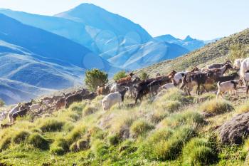 Herd of goats in Patagonia mountains, Argentina