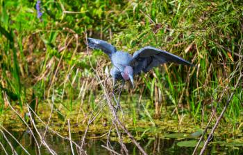 Grey Heron (Ardea cinerea), Everglades National Park, Florida