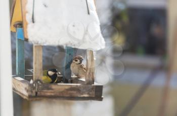 Bird sparrow feeding trough in winter season