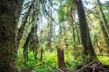 Fabulous rain forest in Northern America, Washington, USA. Trees covered with thick layer of moss.