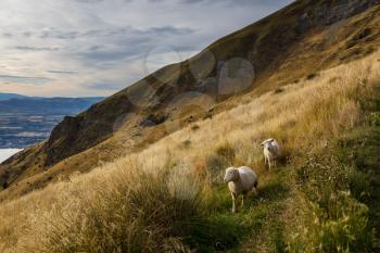 Sheep in New Zealand mountains