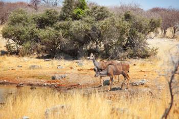 Two greater kudu antelopes (tragelaphus strepsiceros) in  Etosha National Park, Namibia, Africa.
