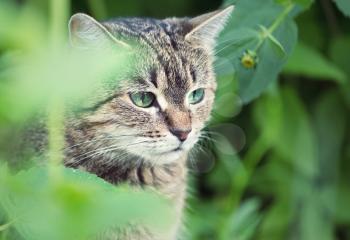 domestic cat in summer garden