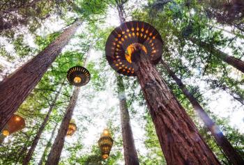 Wooden lamp in Redwoods Whakarewarewa forest in Rotorua, New Zealand