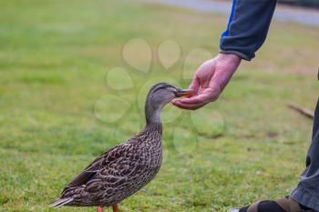 Wild duck being feed by hand on the grass