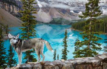 Traveling with a dog.  Dog on lake shore in beautiful Moraine lake, Canada, Banff National Park