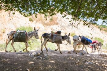 donkey caravan  in Fann mountain, Tajikistan