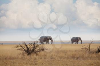 Elephants  in african  savannah. Travel adventure background.