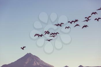 Birds on Taranaki volcano background, New Zealand