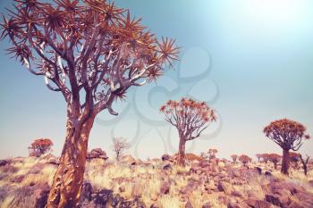 Quiver tree in african desert. Namibia, Africa