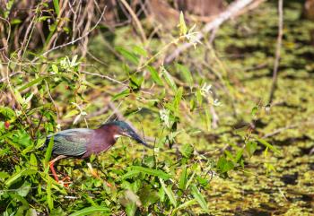 Green Heron,Everglades National Park, Florida