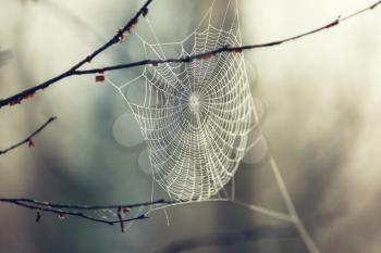 Spider web on autumn background